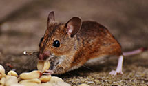 24 Hour & Emergency Exterminators in Evergreen, CO